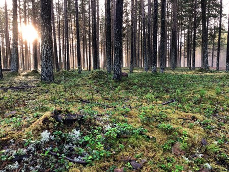 Hållbara Överkalix