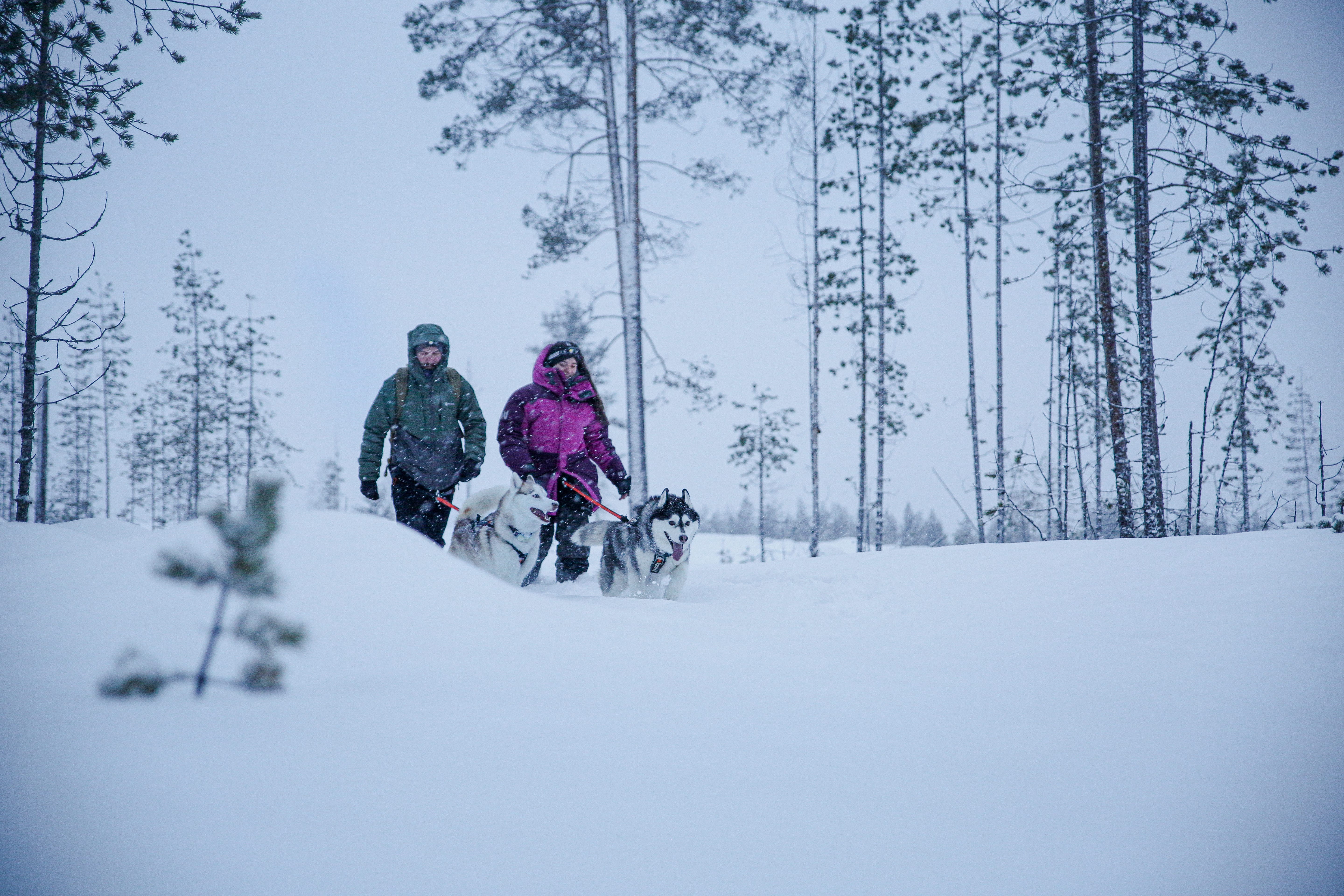  Boreal Pack Adventure