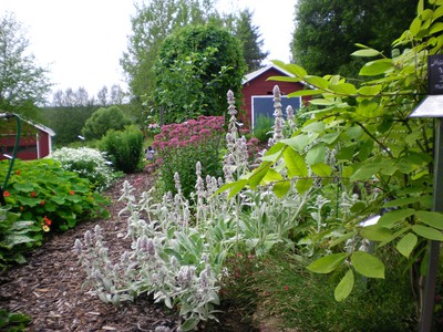 Rödupp - Innatbackens Örtagård