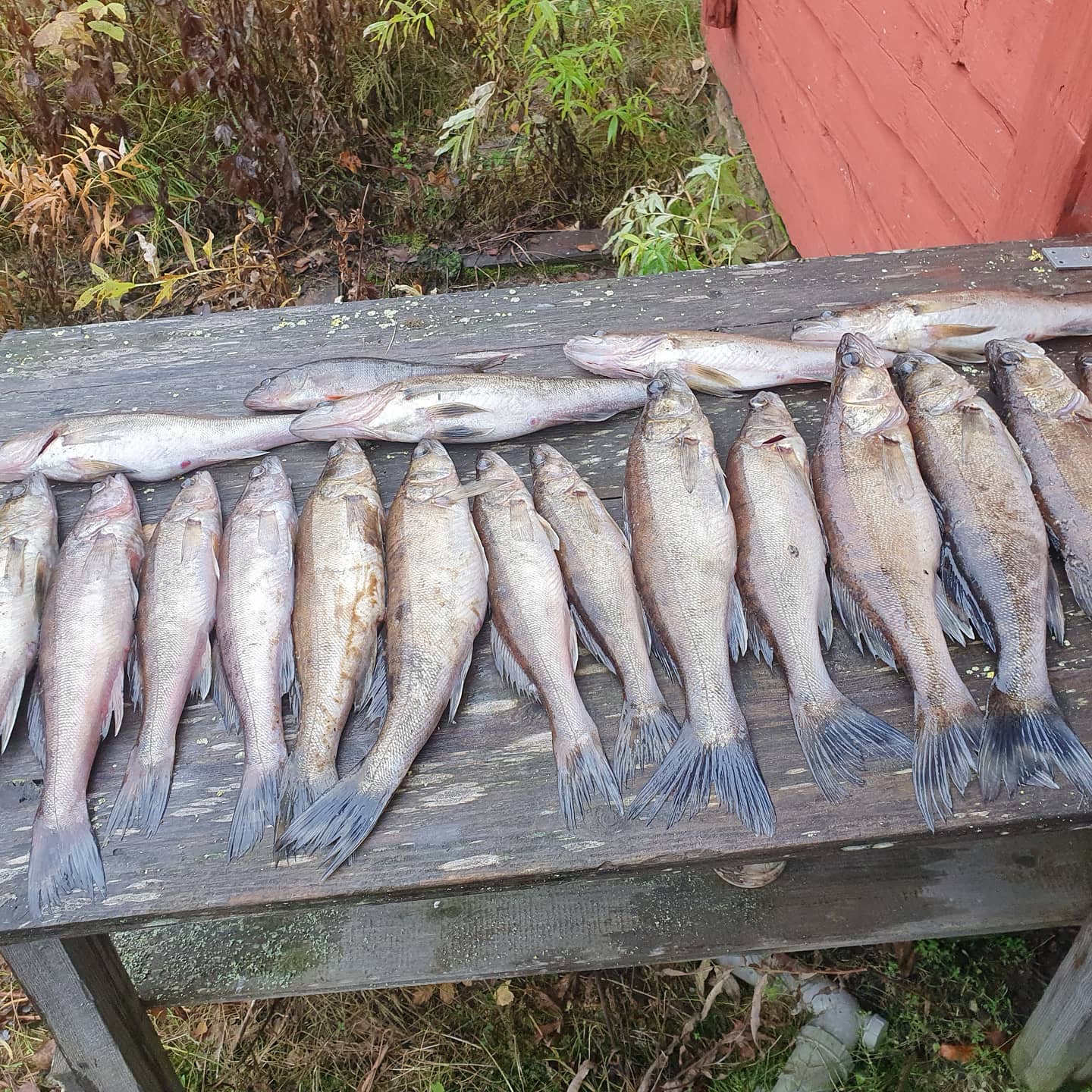 Rent a boat for fishing and swimming